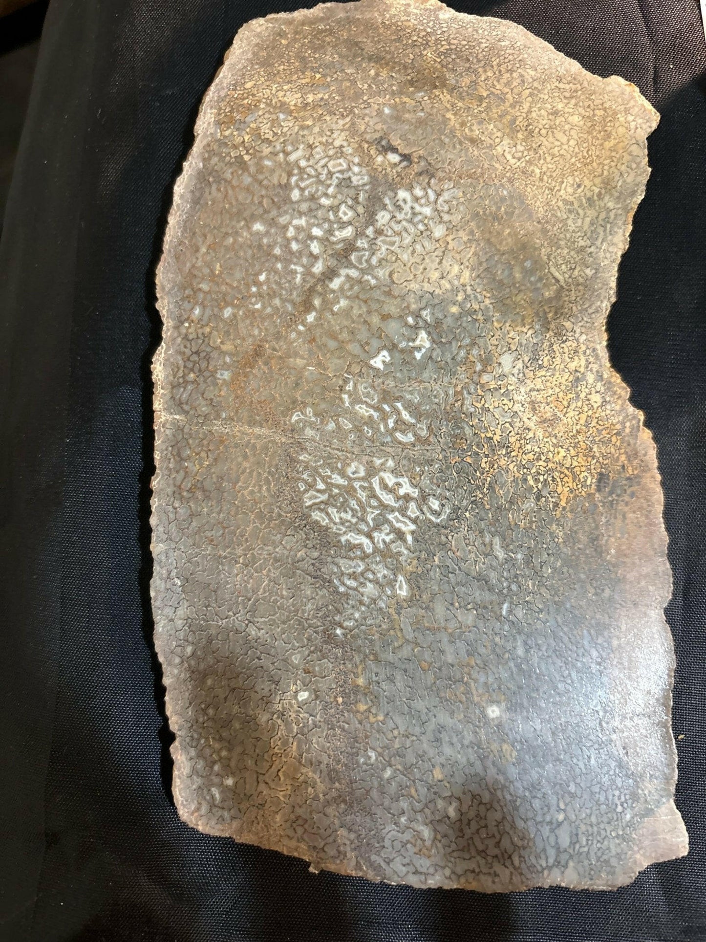 Henry Mountain Dinosaur Bone - S.s Desert Treasures