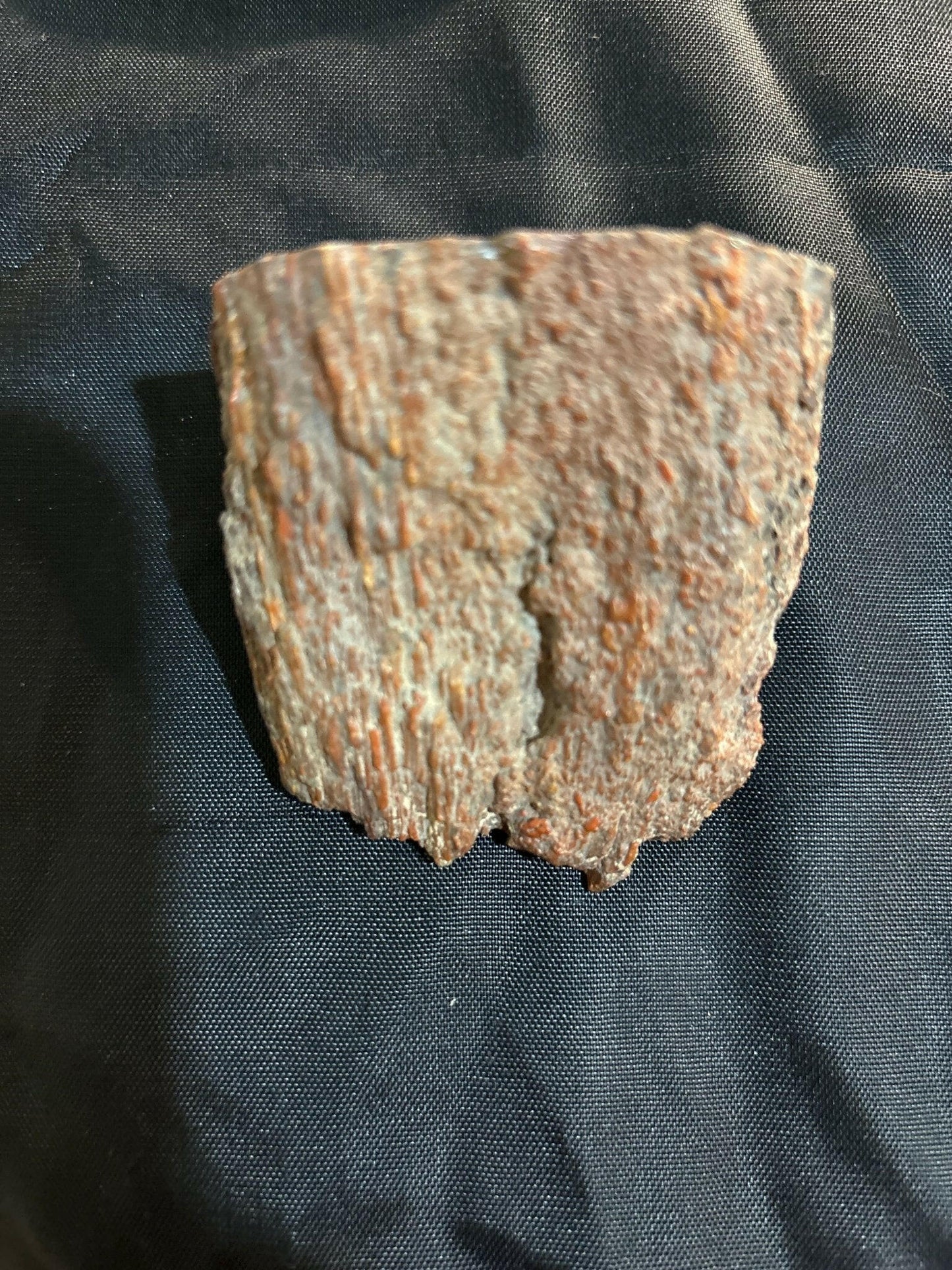 Henry Mountain Dinosaur Bone - S.s Desert Treasures