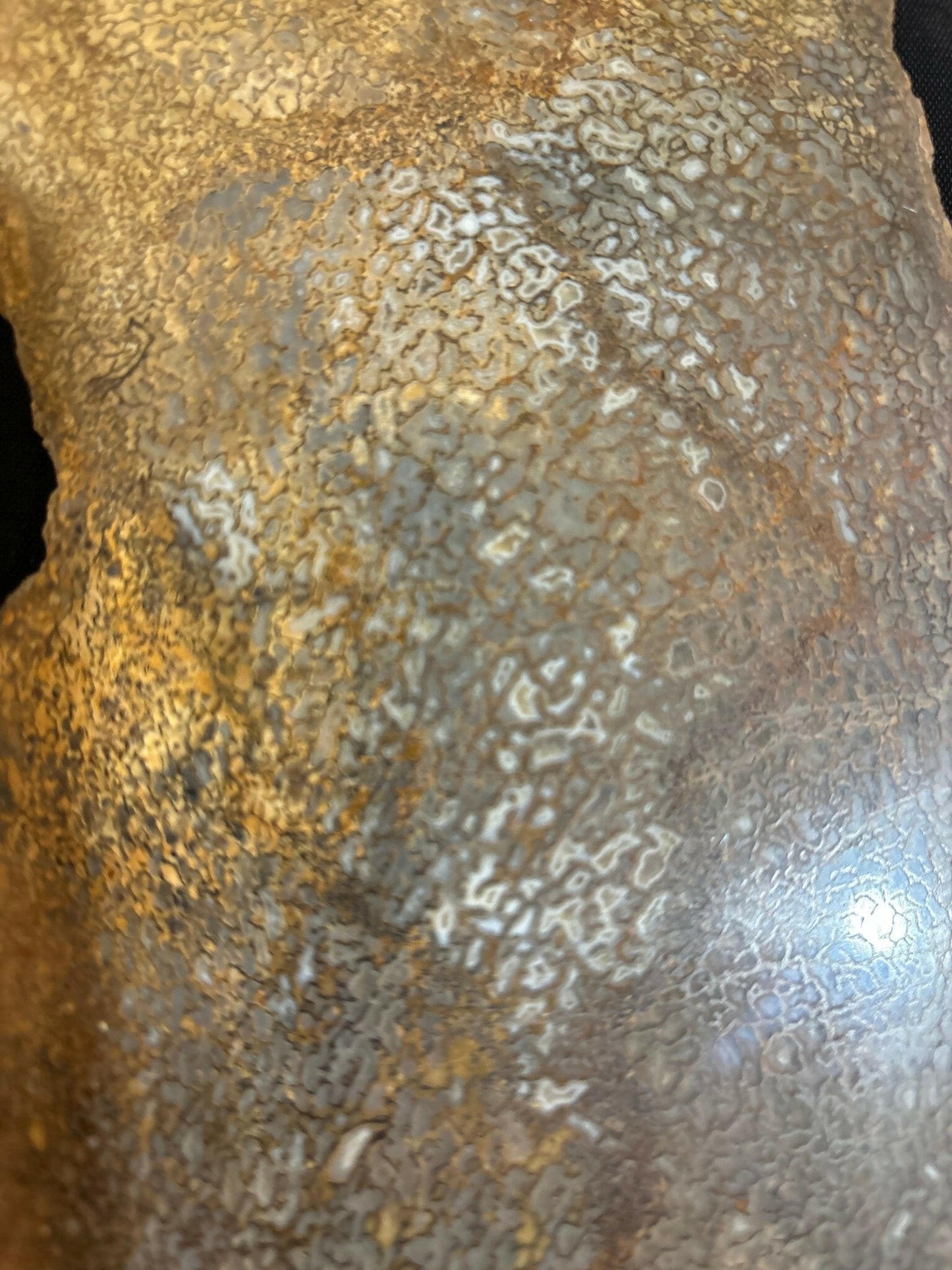 Henry Mountain Dinosaur Bone - S.s Desert Treasures