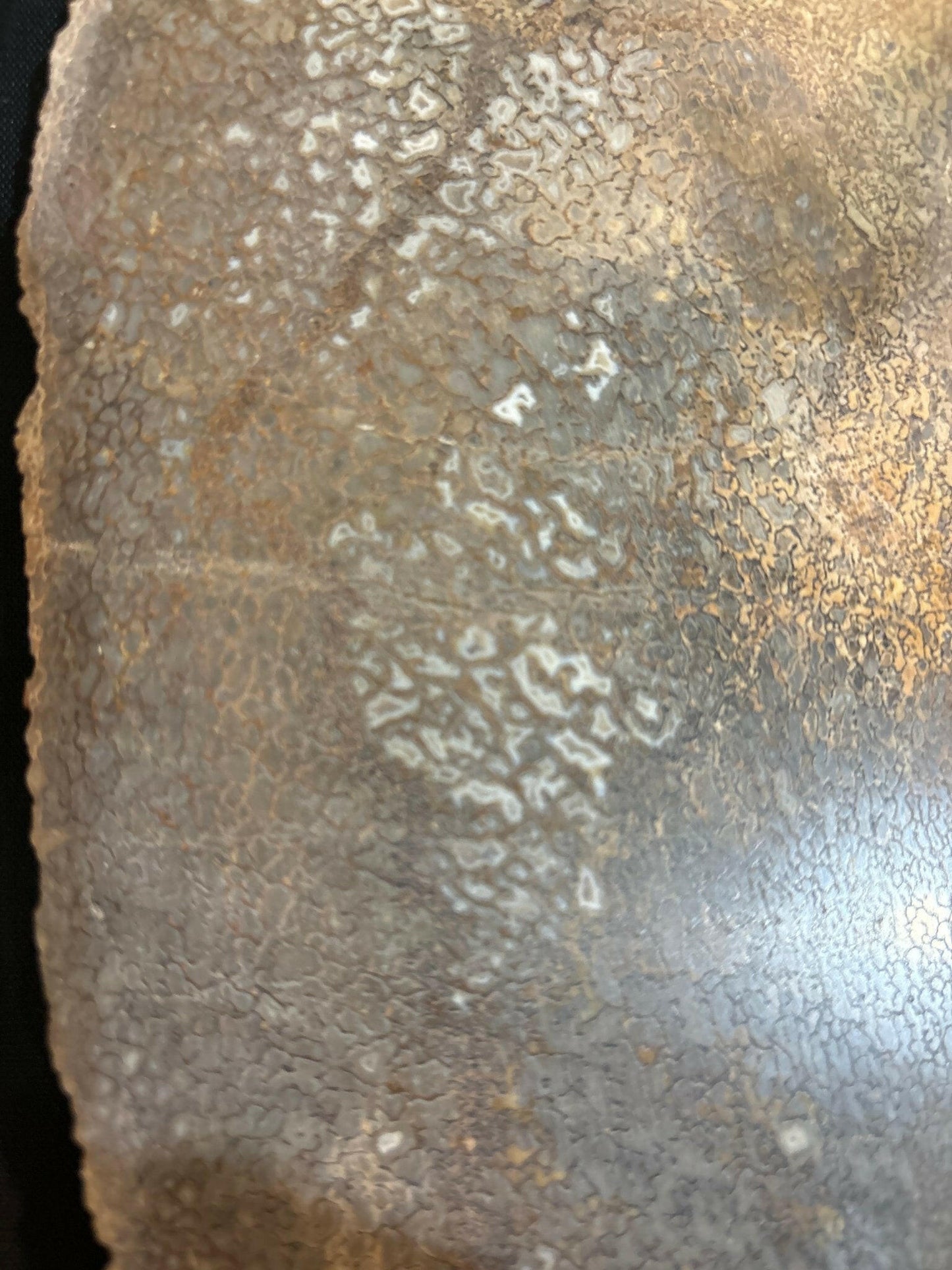 Henry Mountain Dinosaur Bone - S.s Desert Treasures