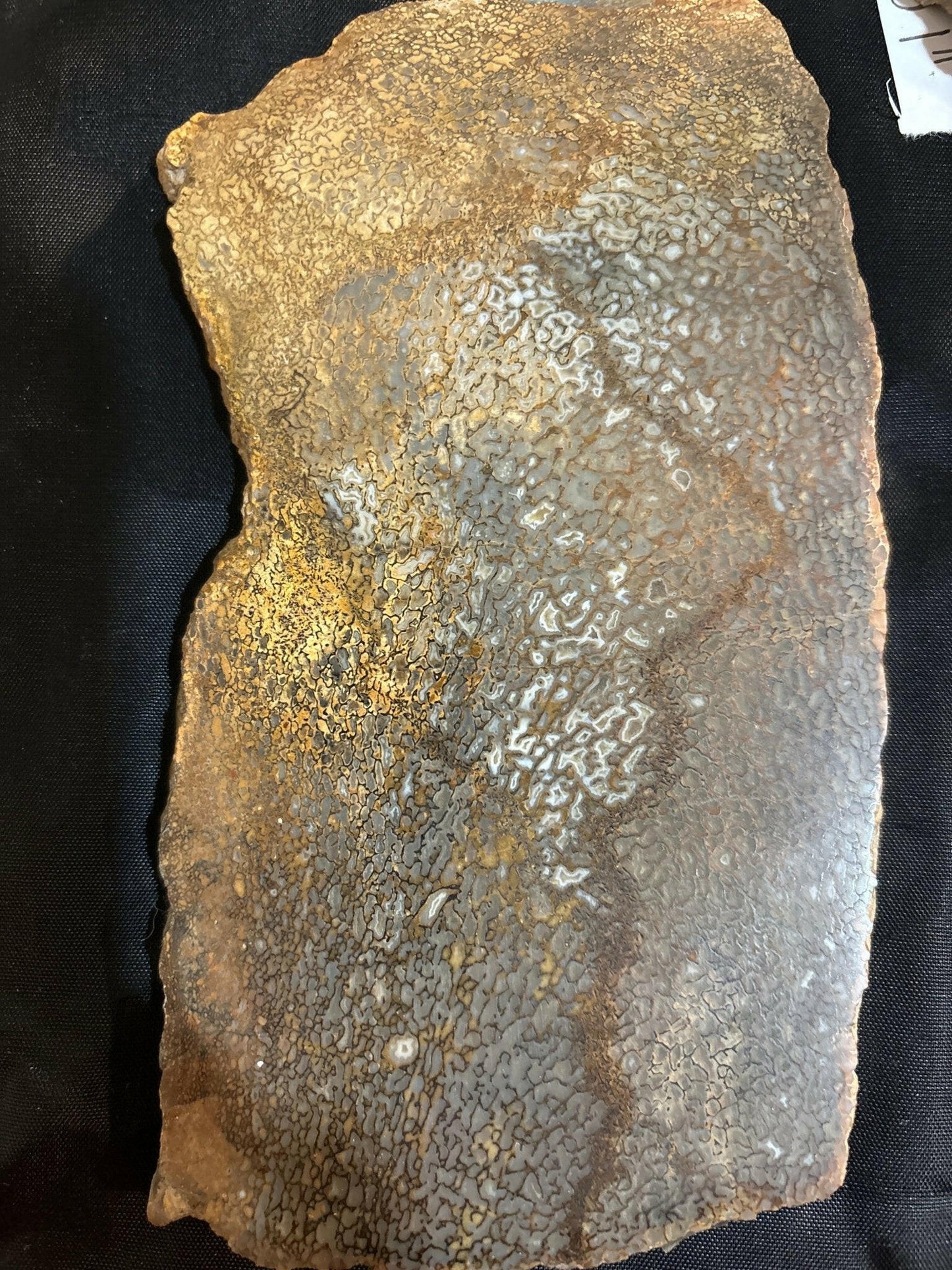 Henry Mountain Dinosaur Bone - S.s Desert Treasures