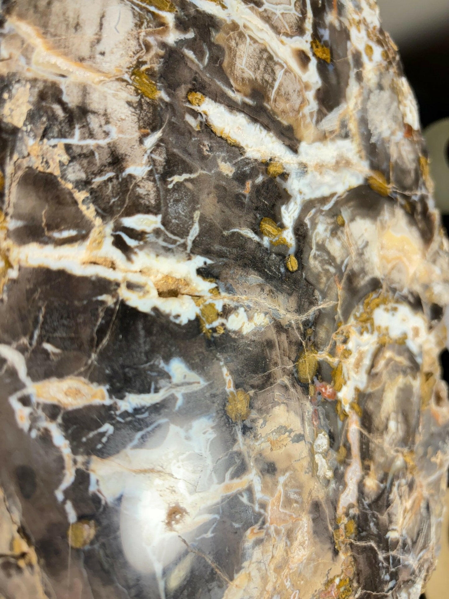 Polished Henry Mountain Utah Petrified Crystal Wood 23 pound Jurassic Period - S.s Desert Treasures