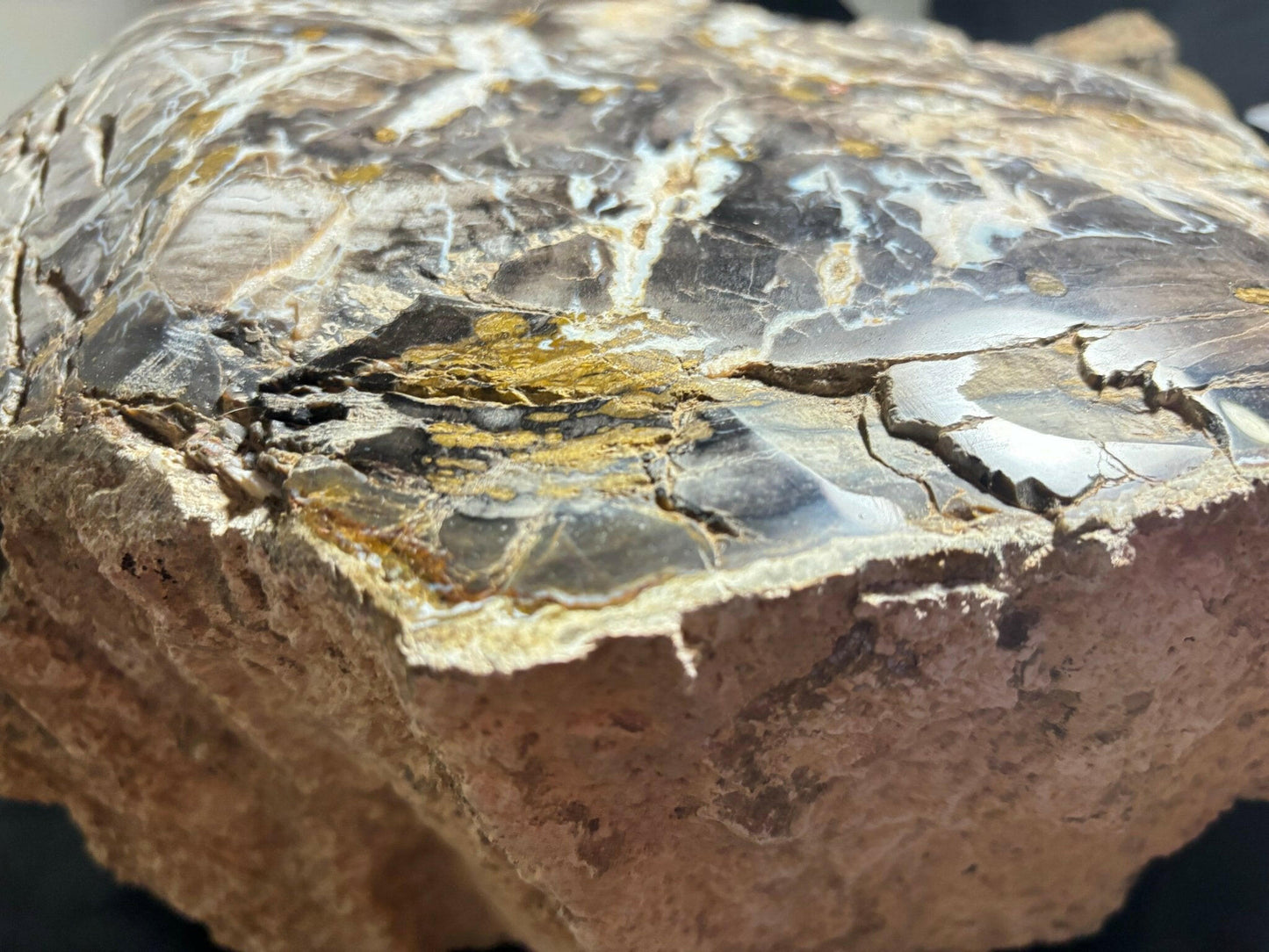 Polished Henry Mountain Utah Petrified Crystal Wood 23 pound Jurassic Period - S.s Desert Treasures