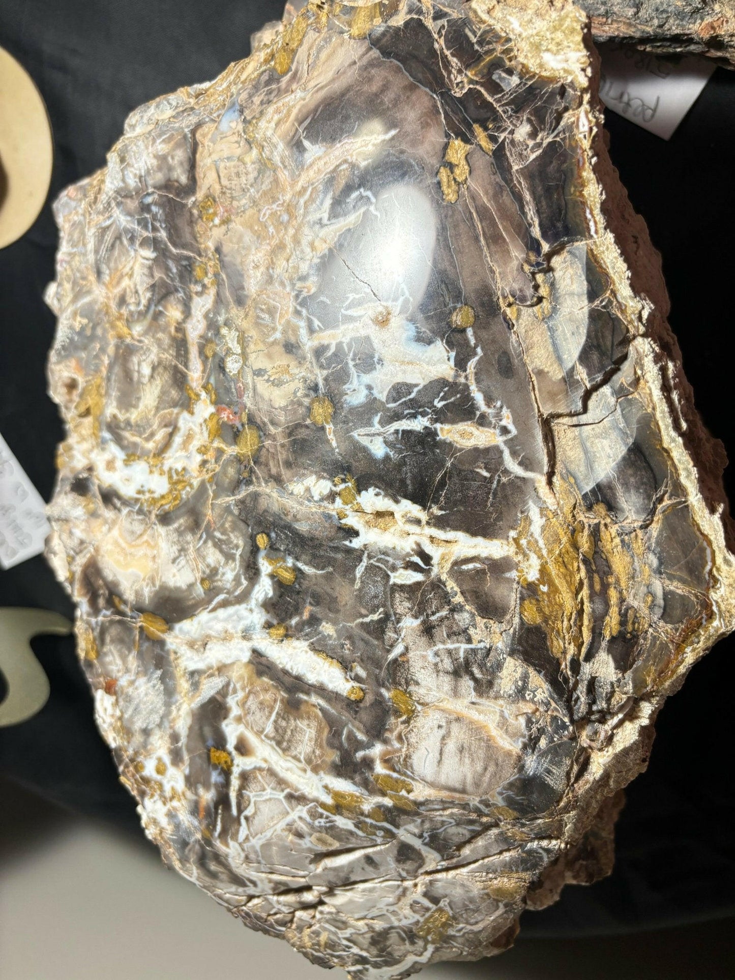 Polished Henry Mountain Utah Petrified Crystal Wood 23 pound Jurassic Period - S.s Desert Treasures