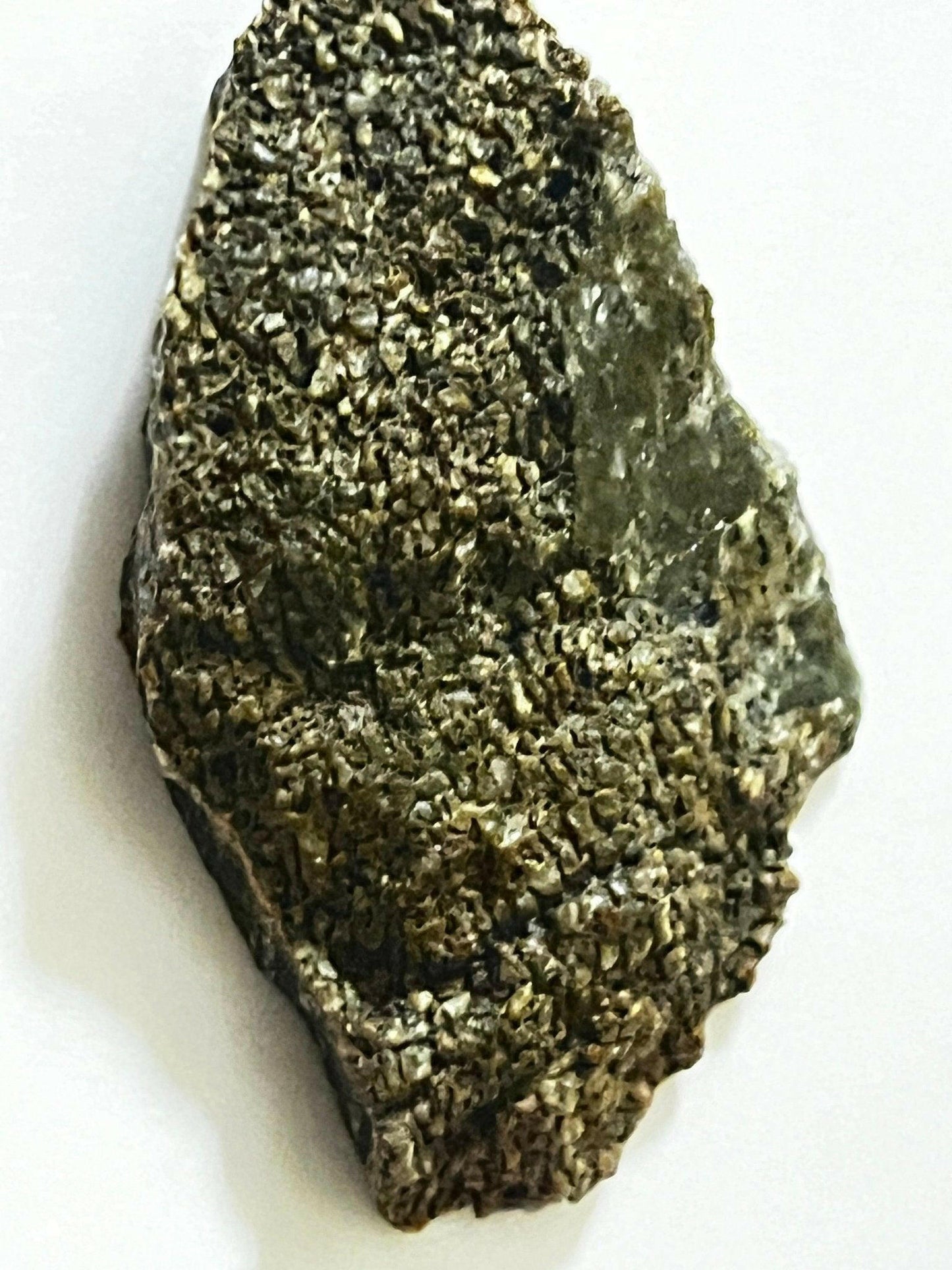 Polished Utah Dinosaur Bone - S.s Desert Treasures