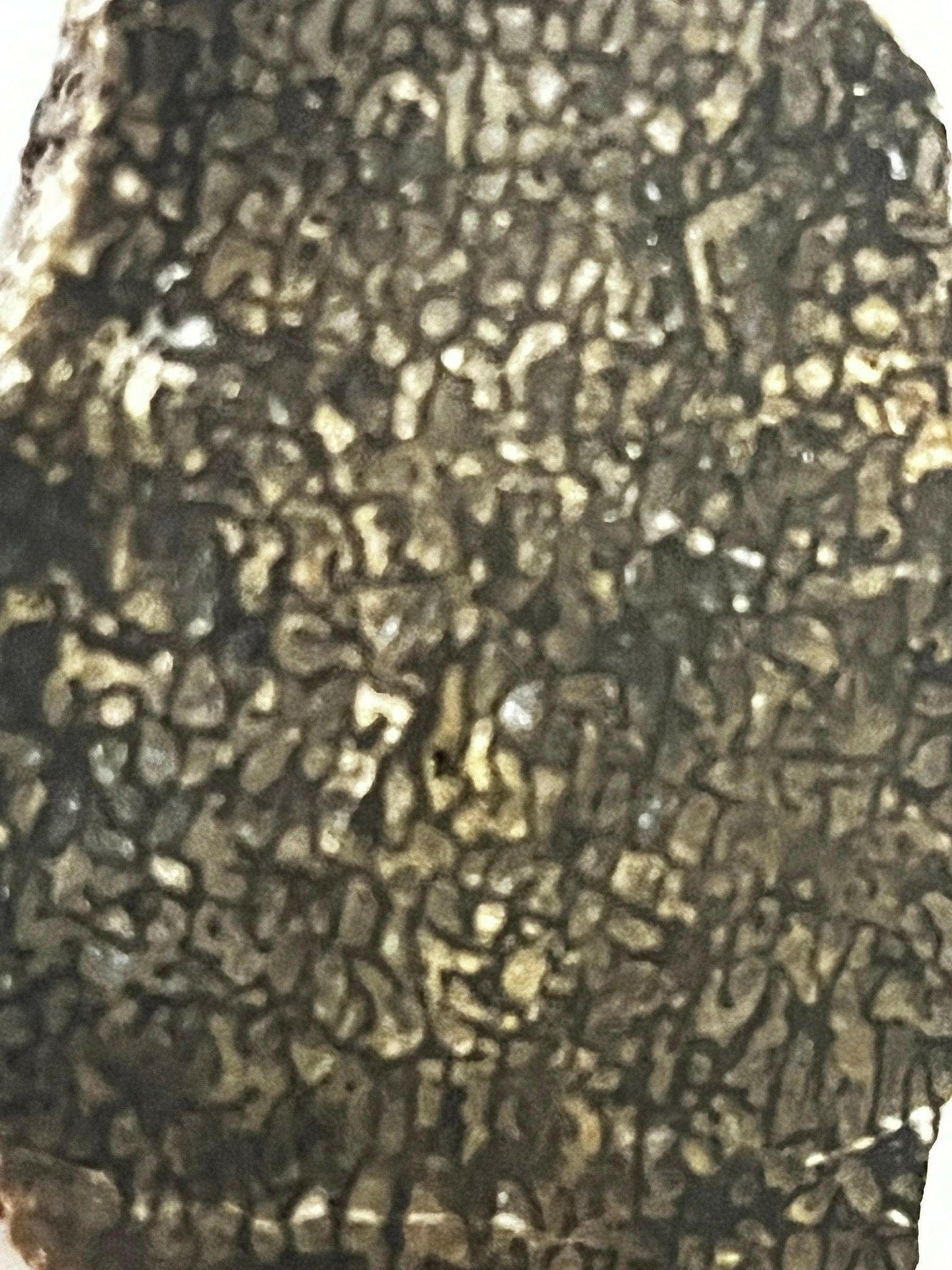 Polished Utah Dinosaur Bone - S.s Desert Treasures