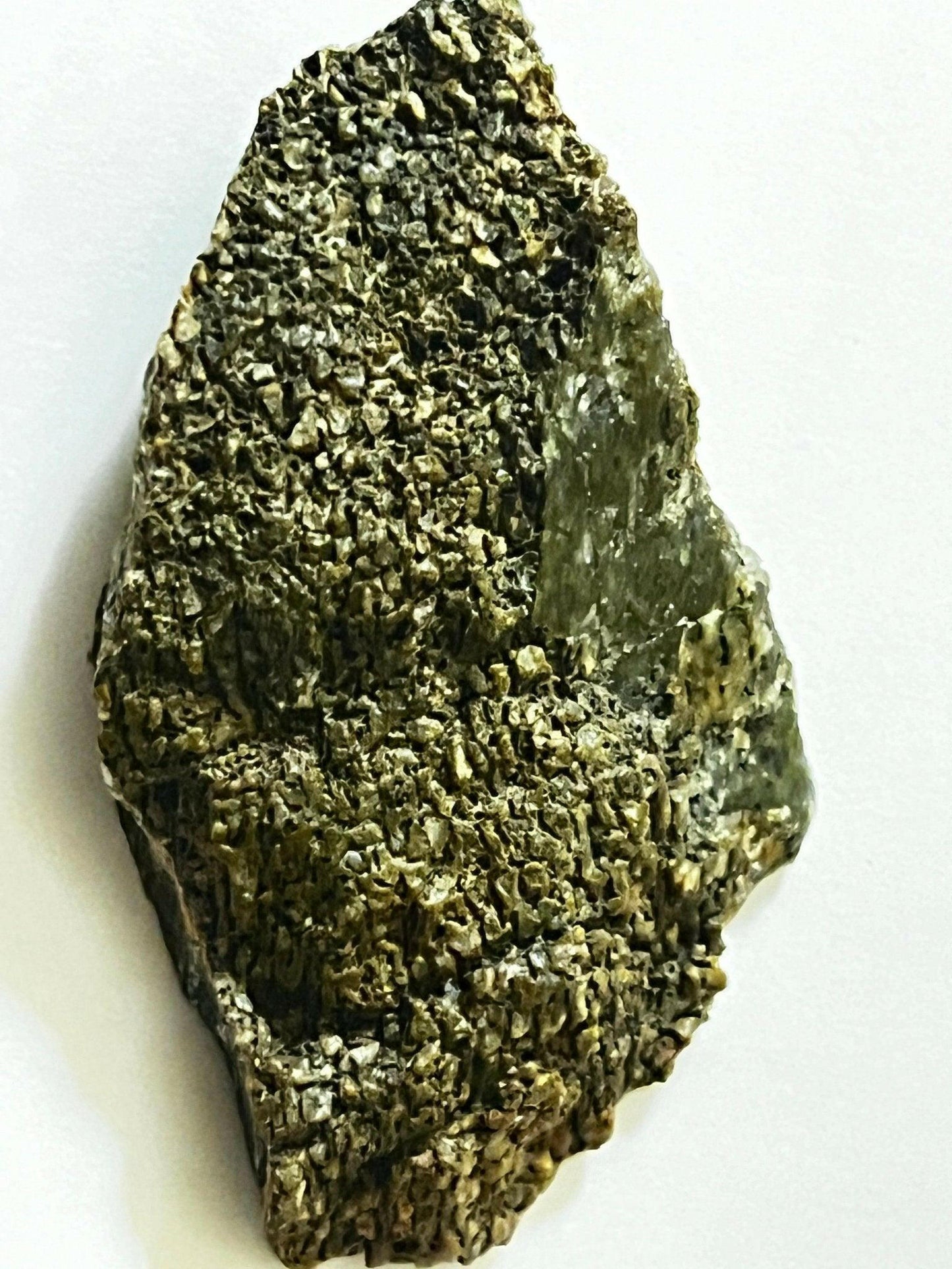 Polished Utah Dinosaur Bone - S.s Desert Treasures