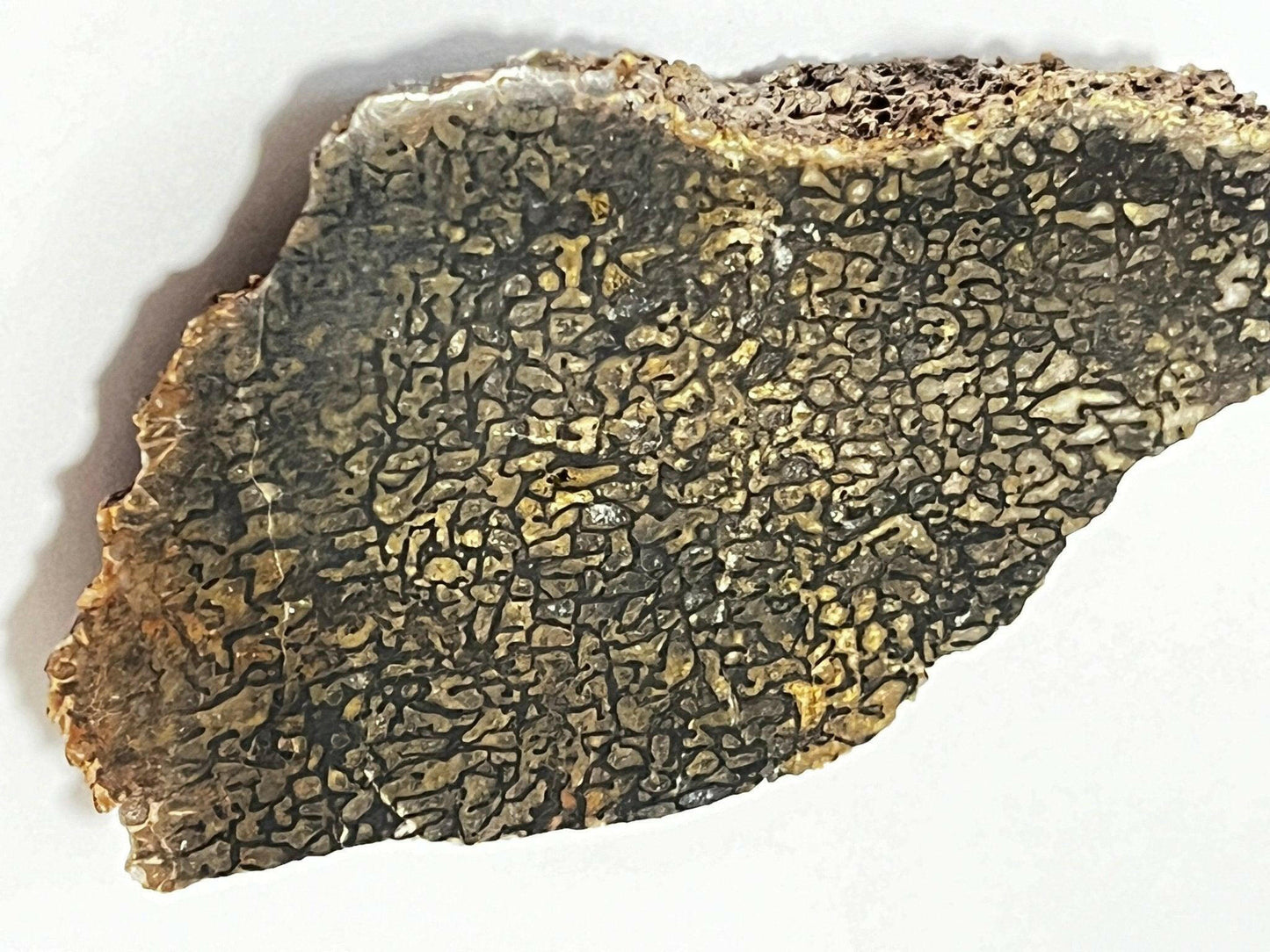Polished Utah Dinosaur Bone - S.s Desert Treasures