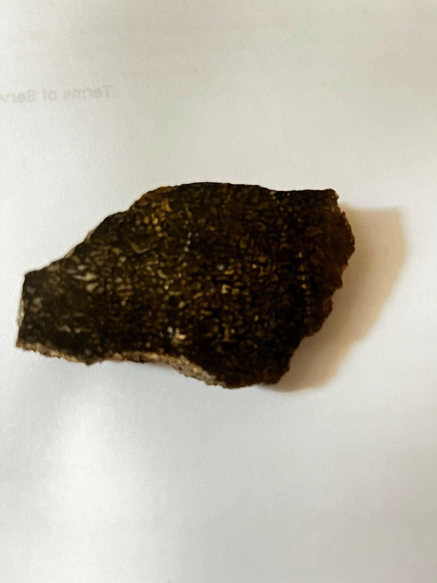 Polished Utah Dinosaur Bone - S.s Desert Treasures
