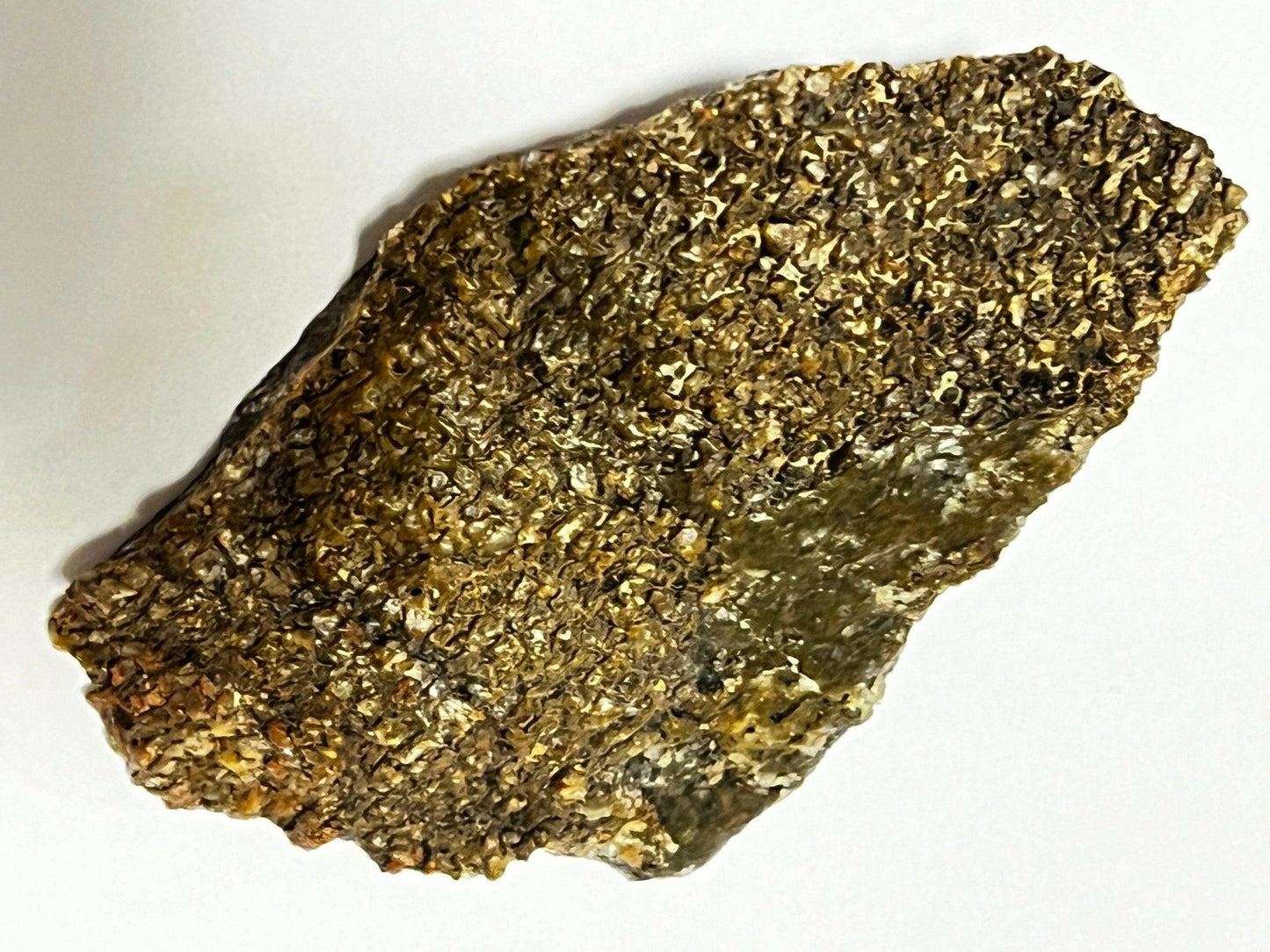 Polished Utah Dinosaur Bone - S.s Desert Treasures