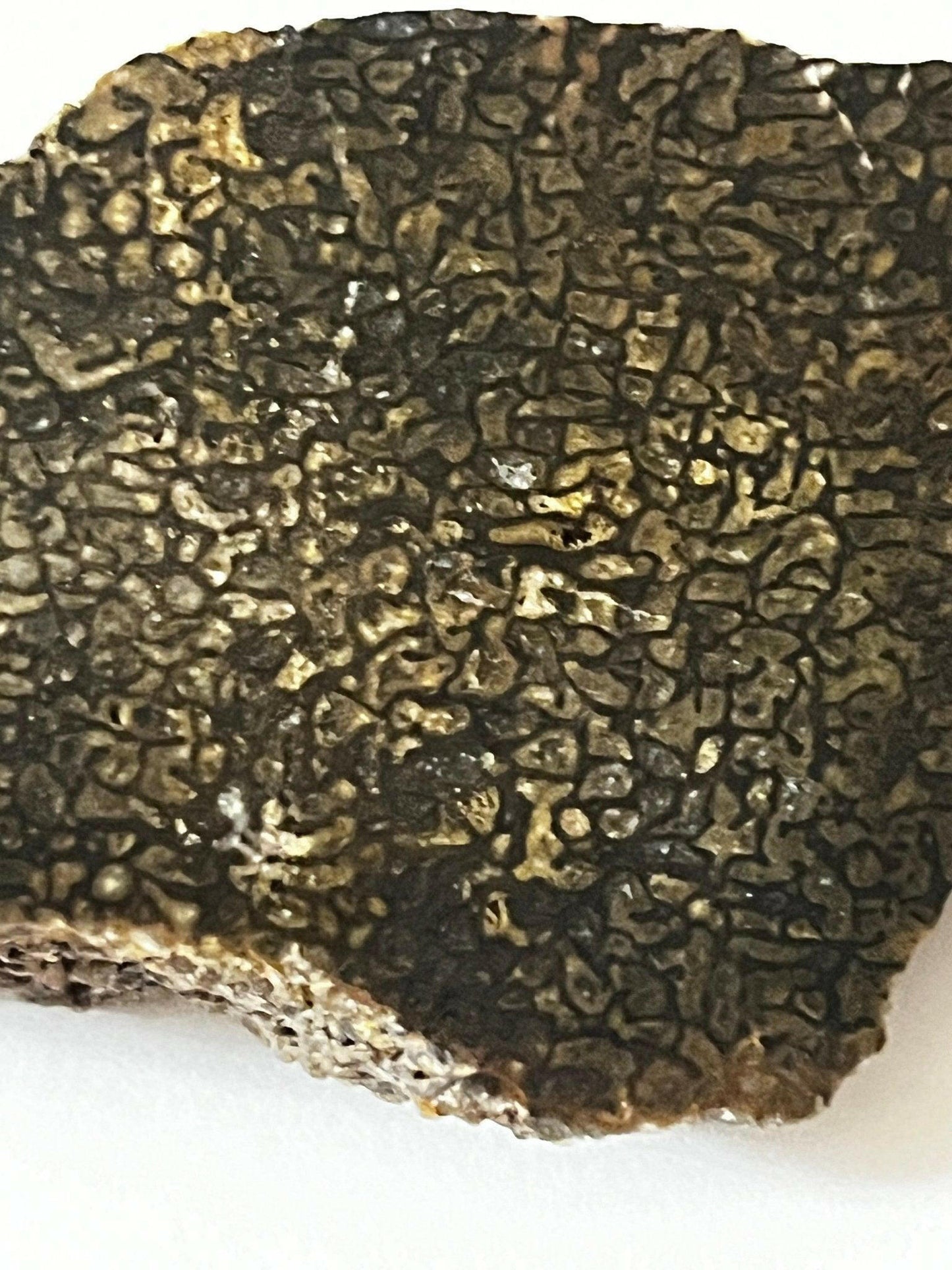 Polished Utah Dinosaur Bone - S.s Desert Treasures