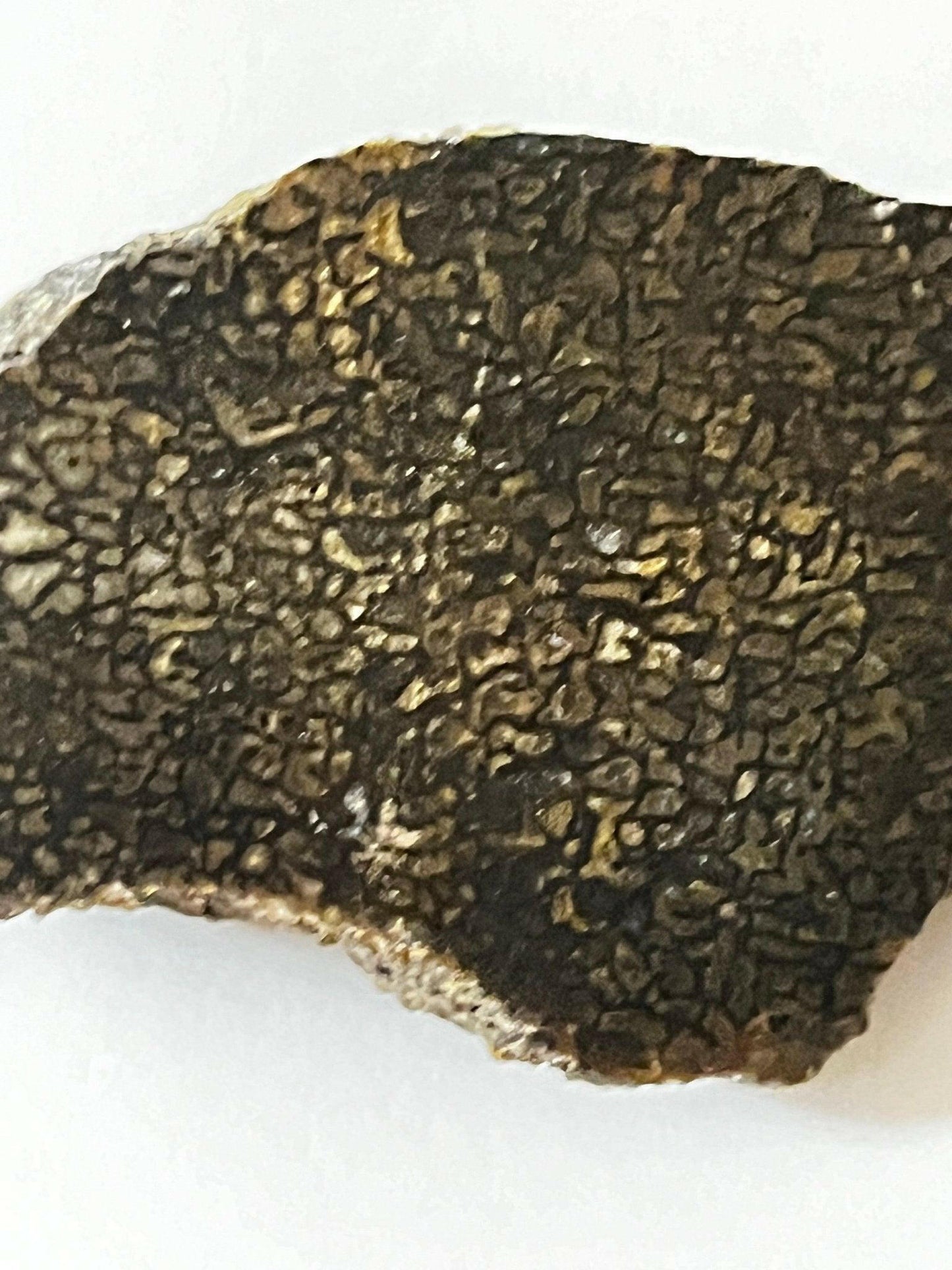 Polished Utah Dinosaur Bone - S.s Desert Treasures