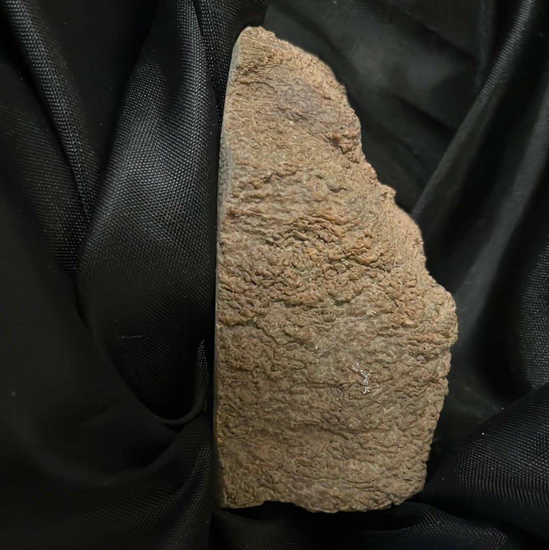 S.s Desert Treasures Dinosaur Bone Polished 280 grams - S.s Desert Treasures