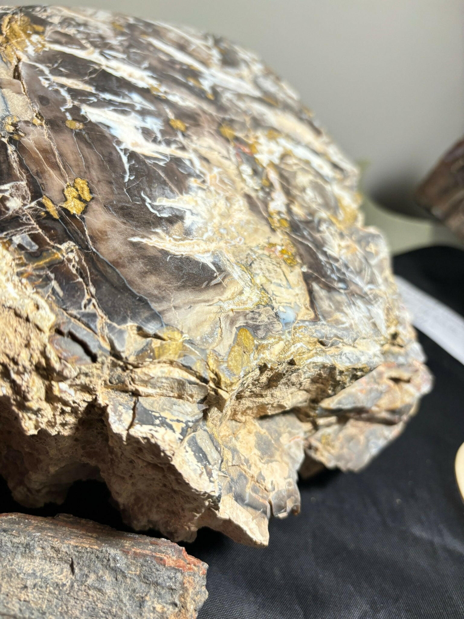 Polished Henry Mountain Utah Petrified Crystal Wood 23 pound Jurassic Period - S.s Desert Treasures 