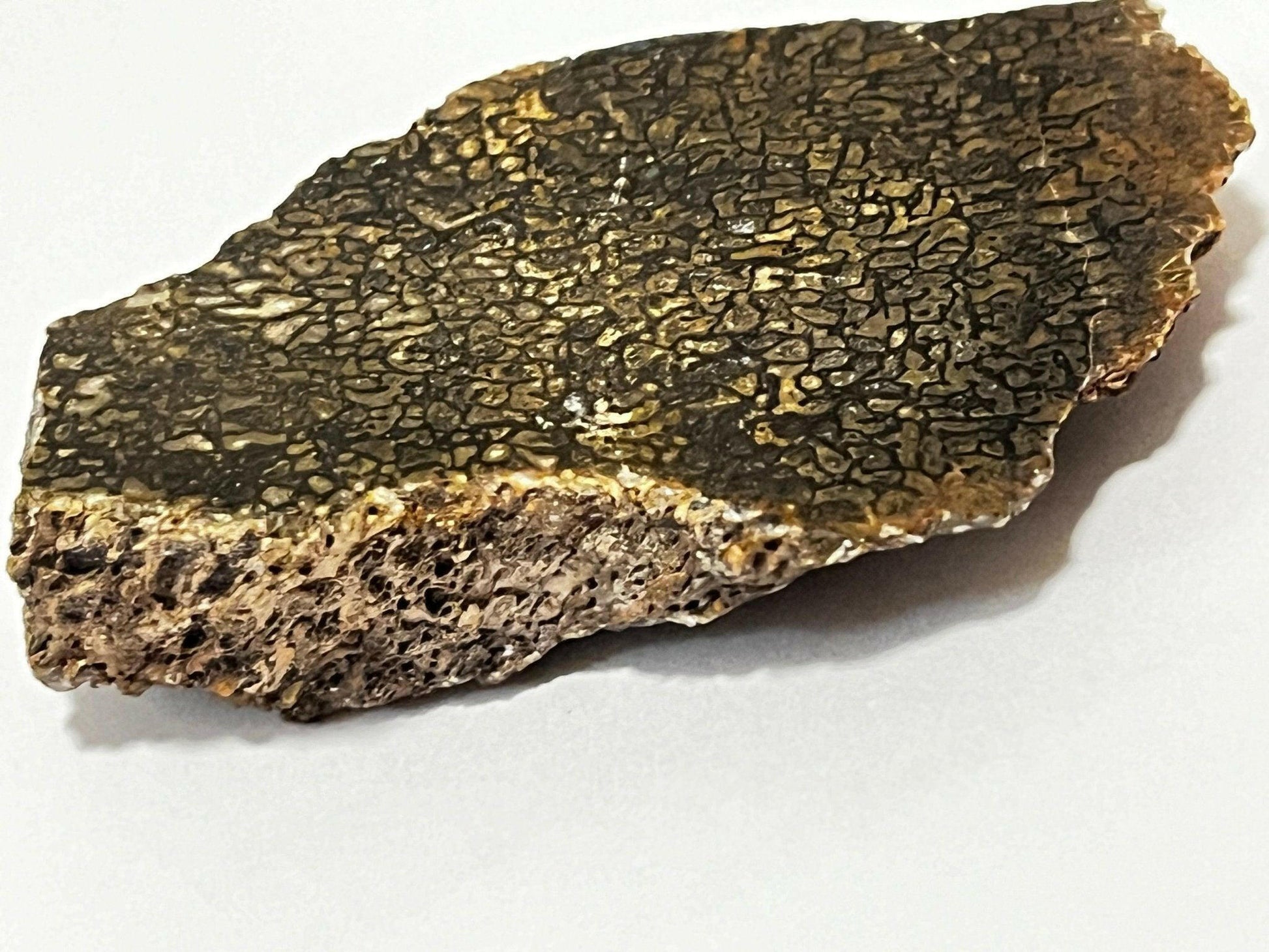 Polished Utah Dinosaur Bone - S.s Desert Treasures 